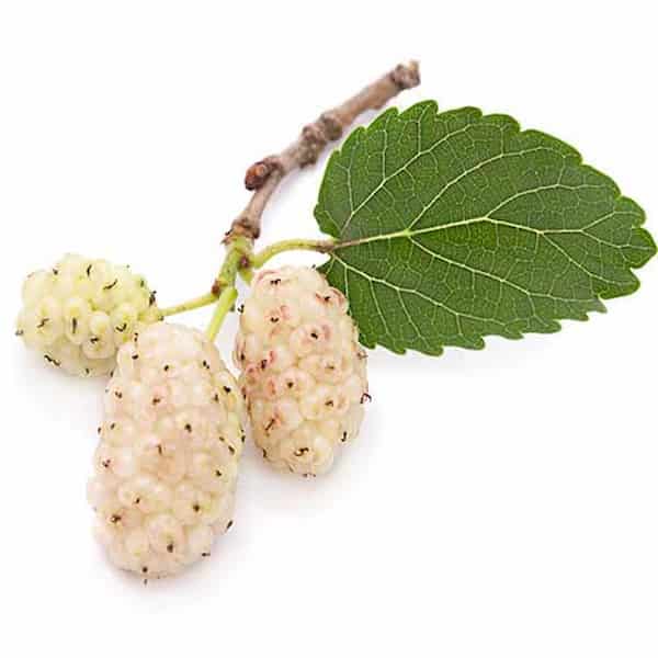 تصویر 4 از قیمت خرید توت خشک عمده + فروش ویژه